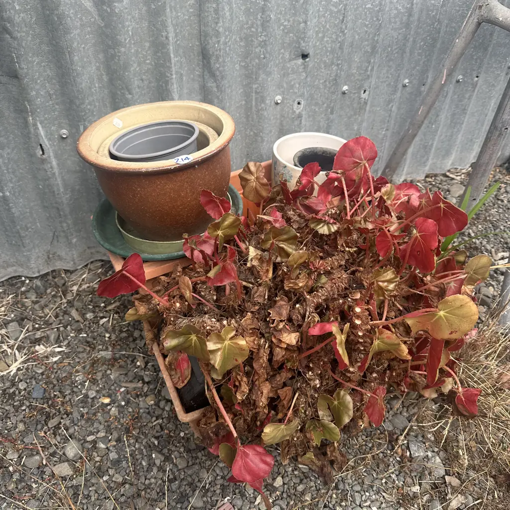 plant and planters Image 1++