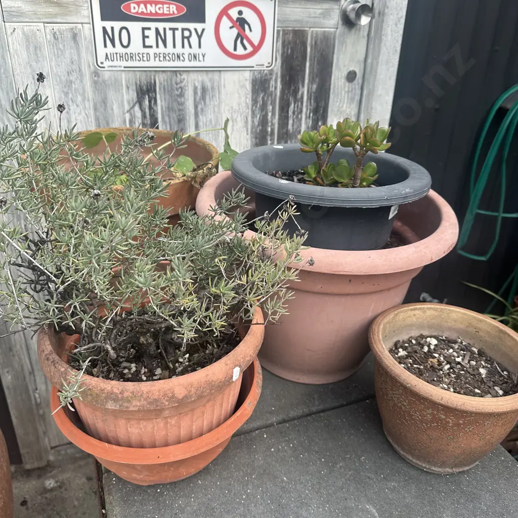 9 plants and some extra planters Image 1++