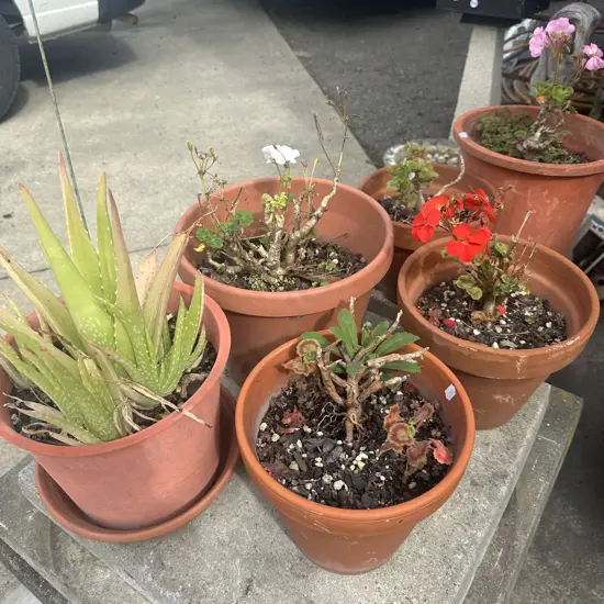 9 plants and some extra planters