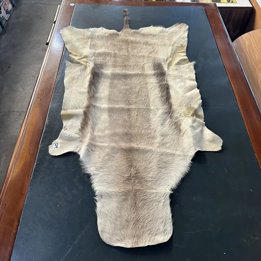 African hide 1220 in lenght Image 1++