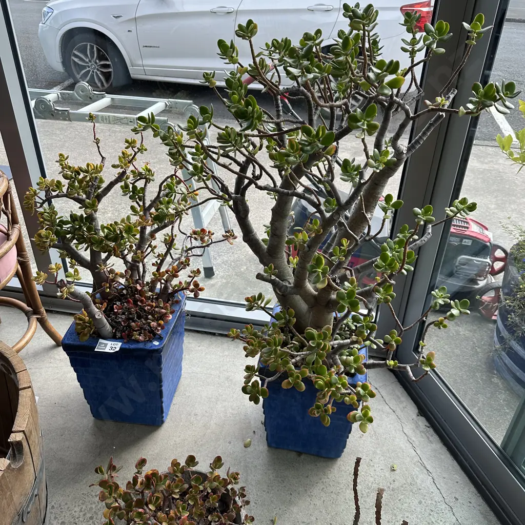 Pr potted money trees Image 1++