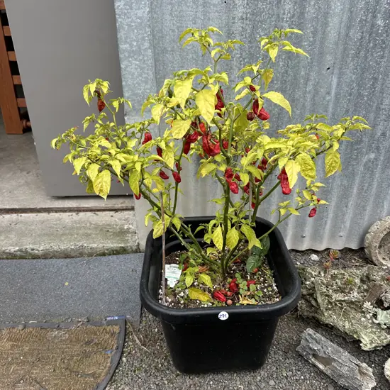 Ghost chilli plant
