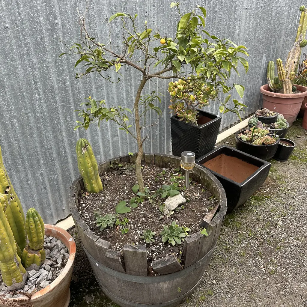oak barrel with citrus Image 1++
