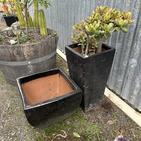 2 black planters with 1 money tree