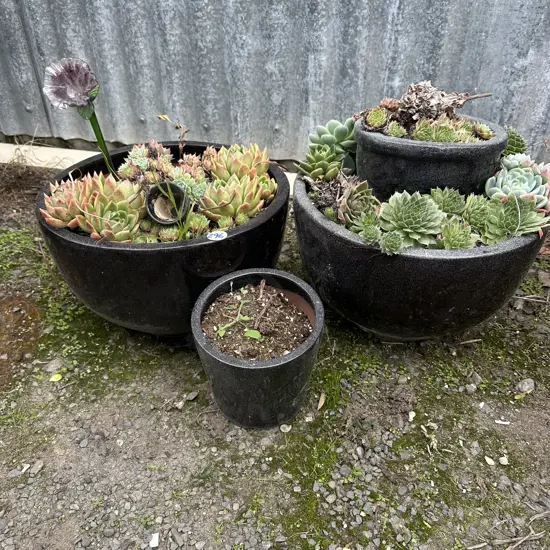 round planters and succulents