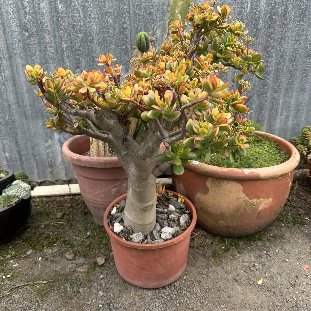 large money tree , cactus and akeake Image 1++