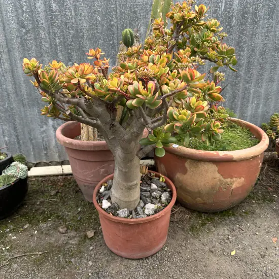 large money tree , cactus and akeake