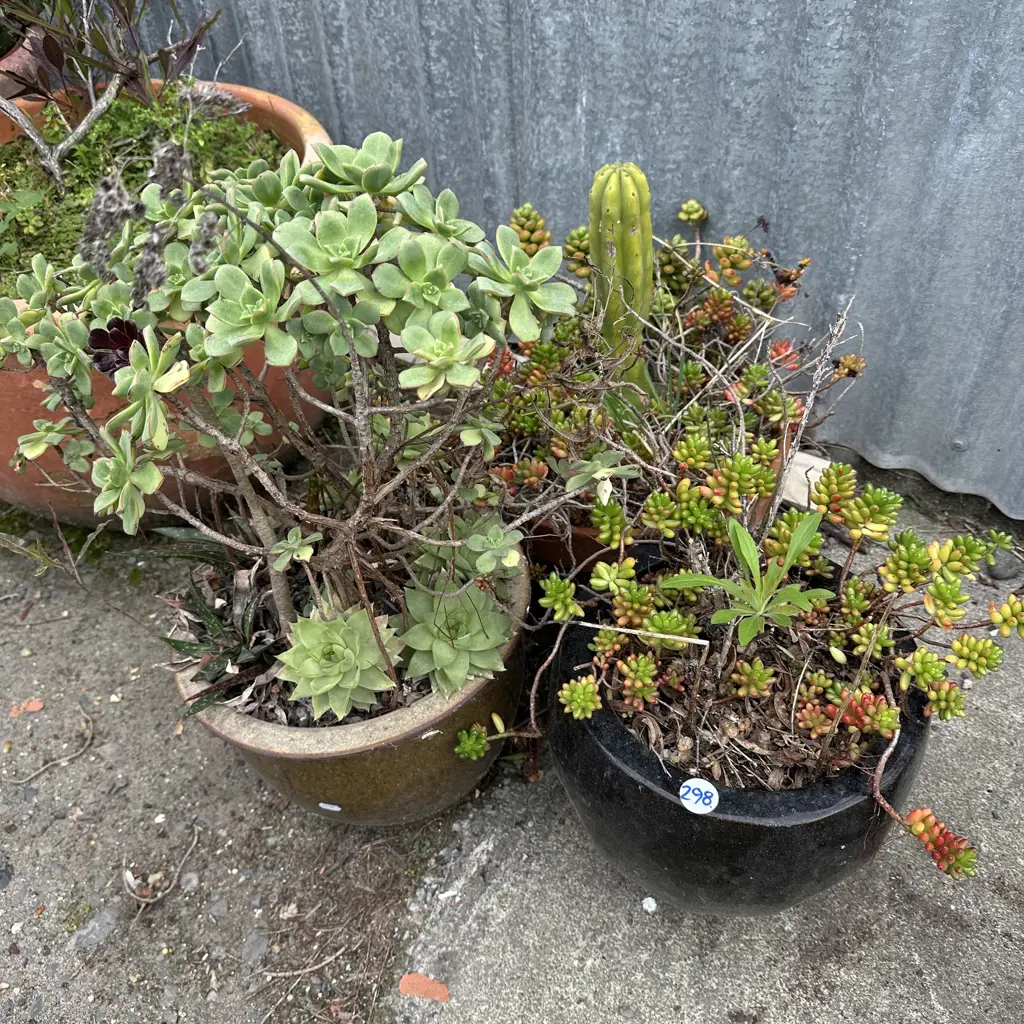 3 potted planters Image 1++