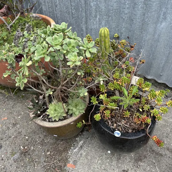 3 potted planters