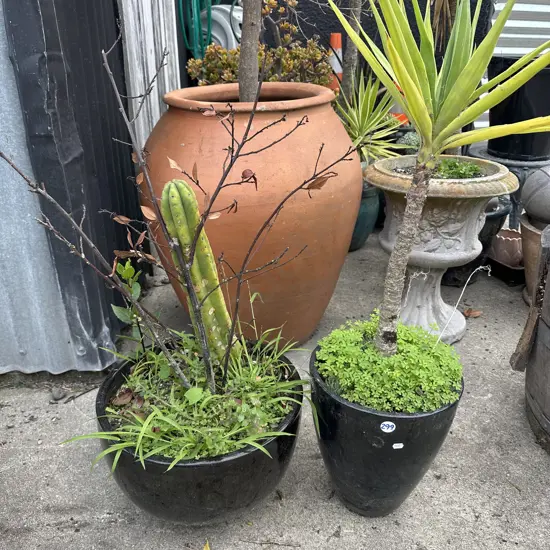 yucca and cactus