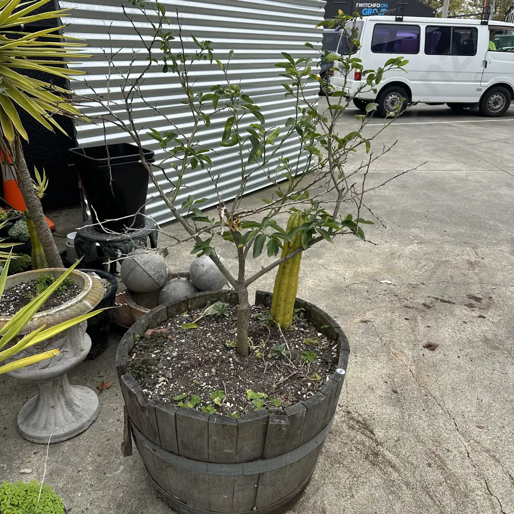 wine barrel and citrus Image 1++