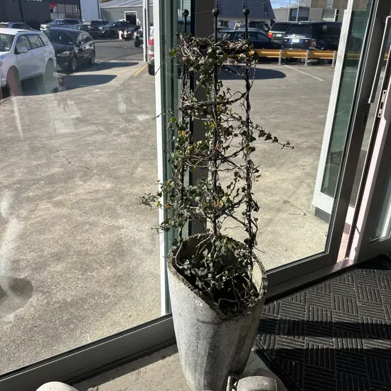 rustic garden pot with vine