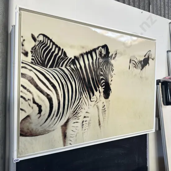 Zebra picture