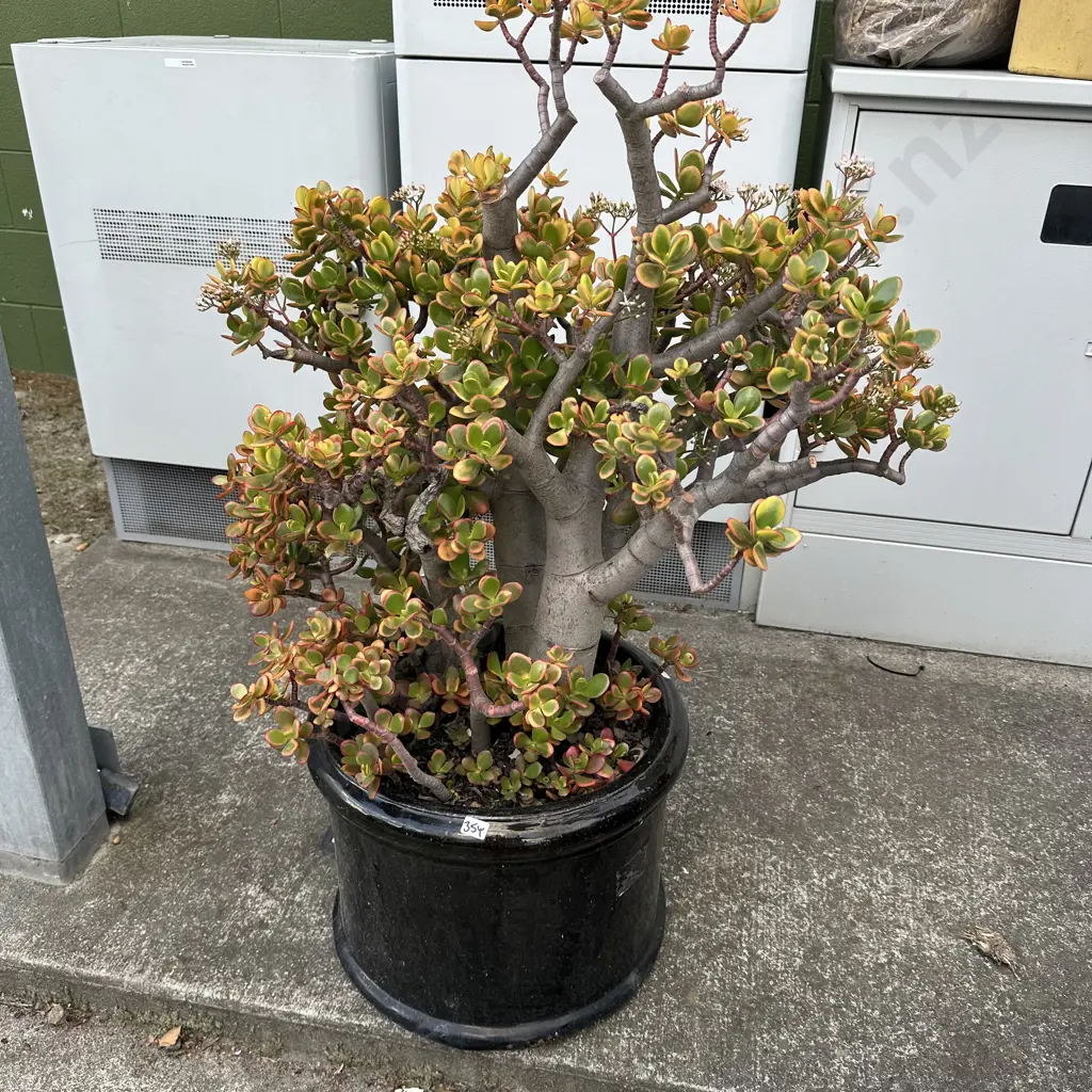 large potted money tree Image 1++