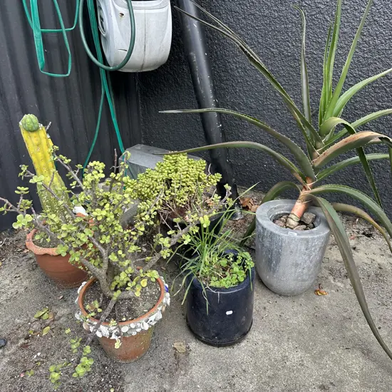 plants