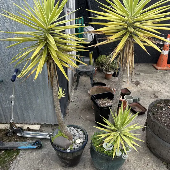 pr yuccas