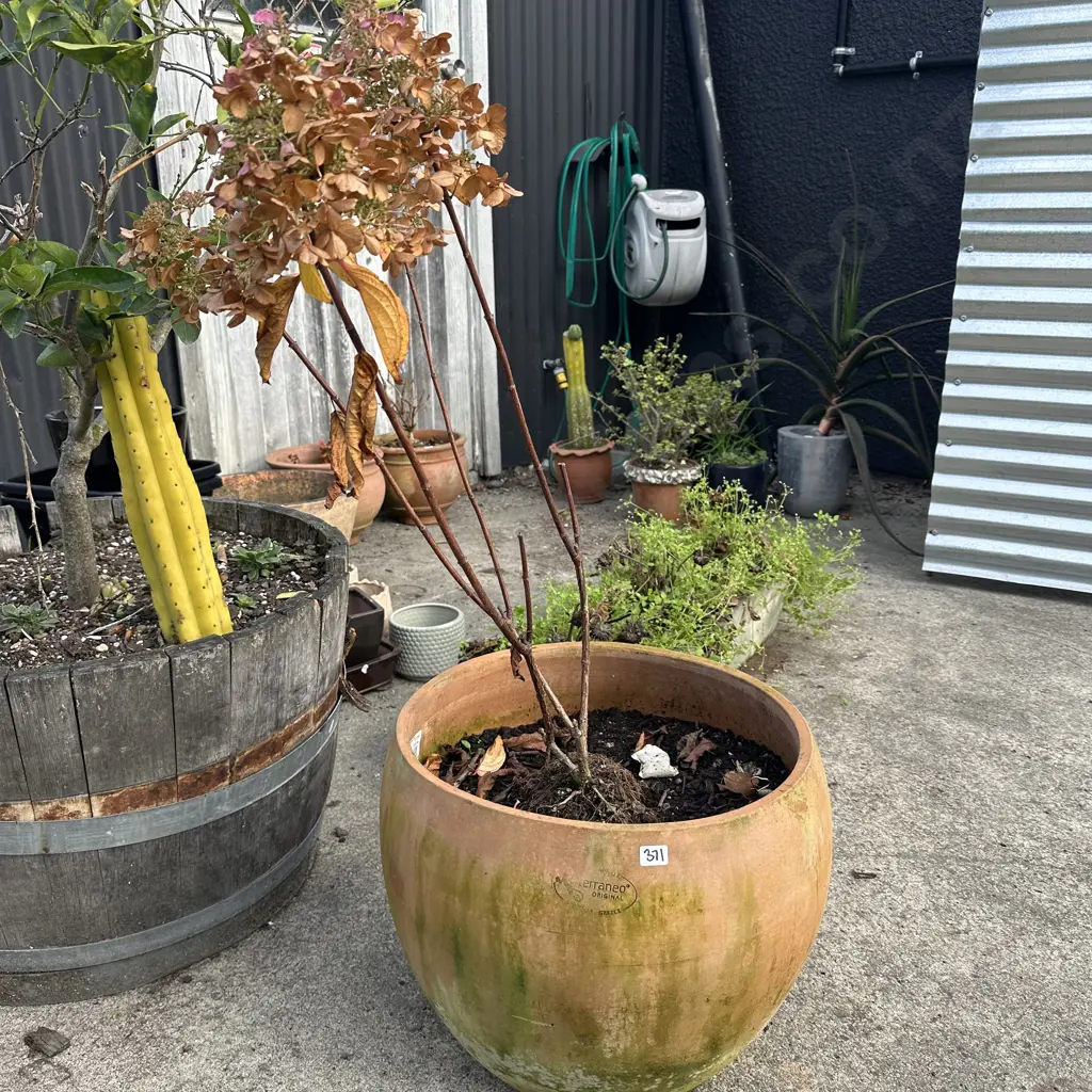 large Terraneo Creek pot with Hydrangea Image 1++