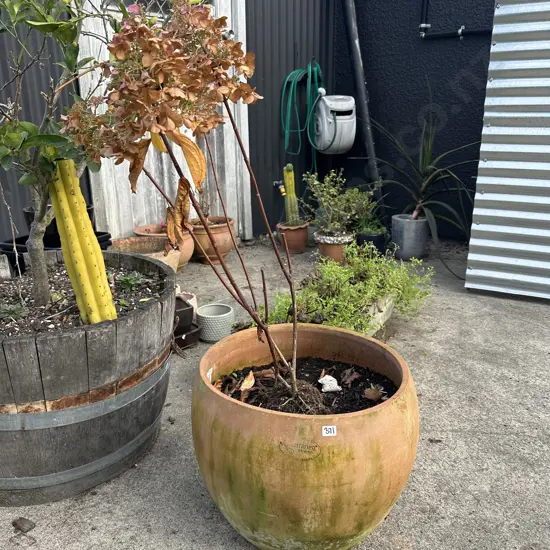 large Terraneo Creek pot with Hydrangea