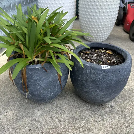 pr planters with mini agapanthus
