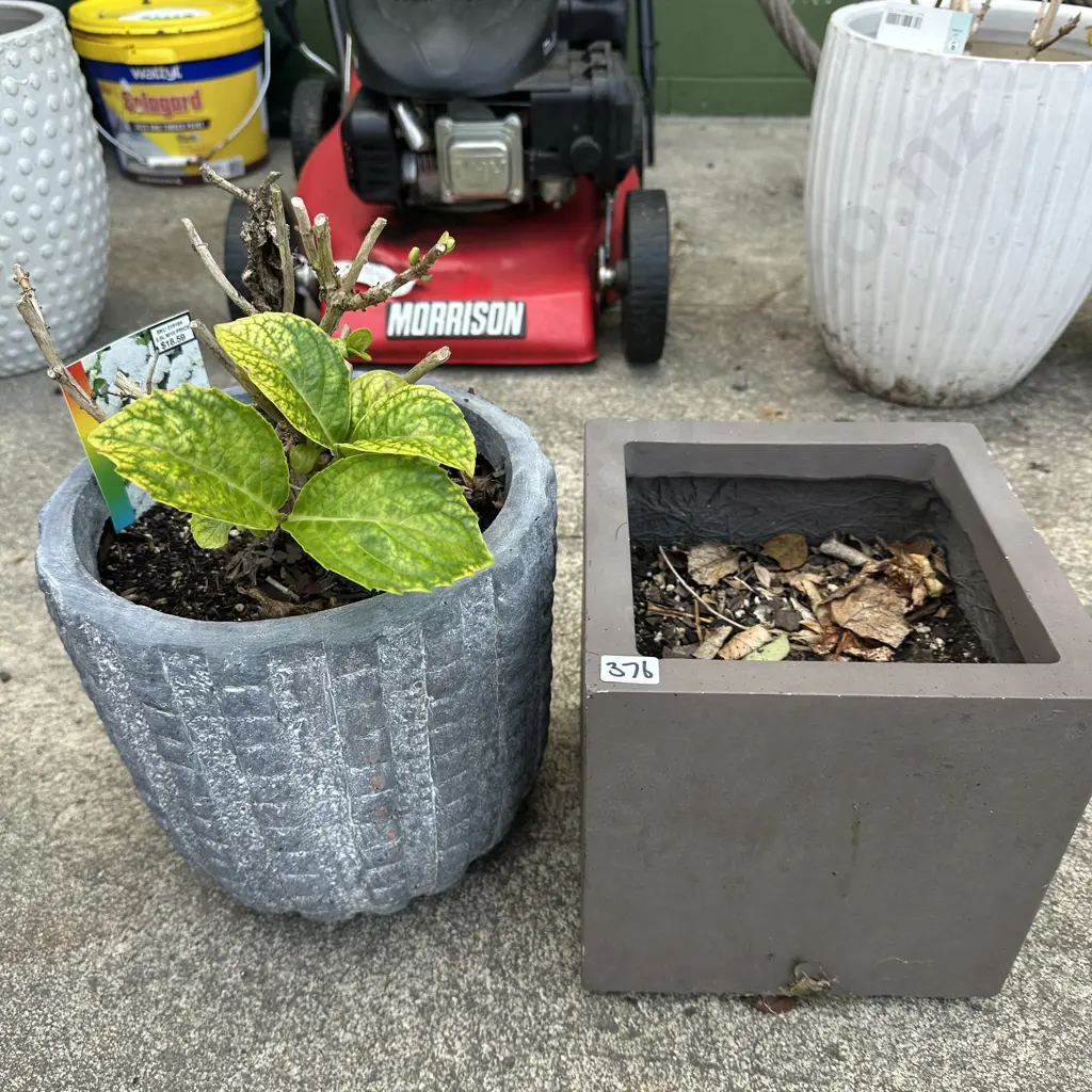 2 planters with 1 white Hydrangea Image 1++