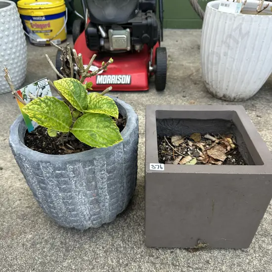 2 planters with 1 white Hydrangea