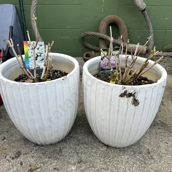 Pr White terracotta planters with Pink & White Hydranga