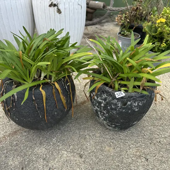 2 stone planters  with mini agapanthus