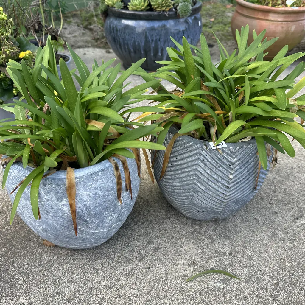 Pr planted mini agapanthus Image 1++