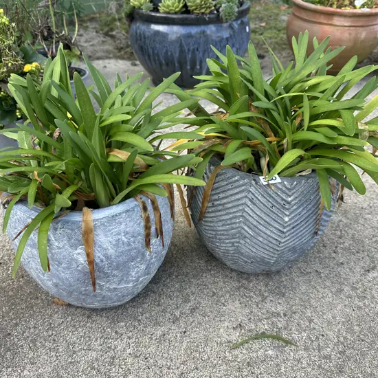 Pr planted mini agapanthus