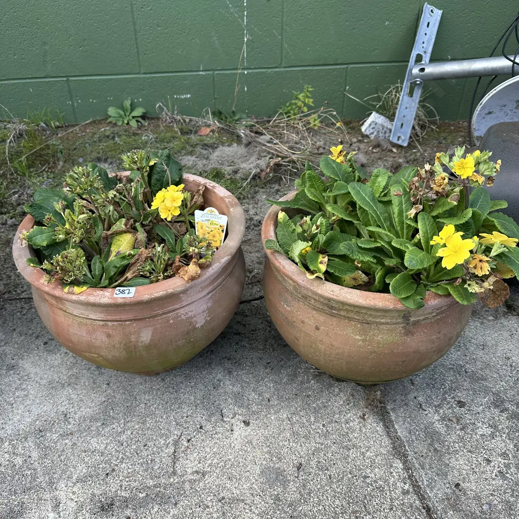 pr terracotta planters with Polyanthus Image 1++
