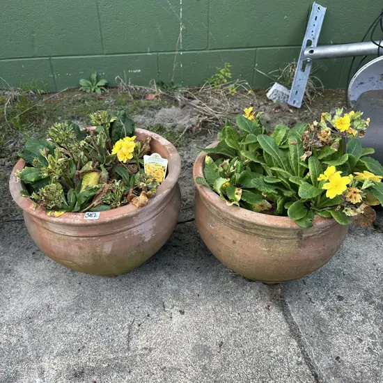 pr terracotta planters with Polyanthus