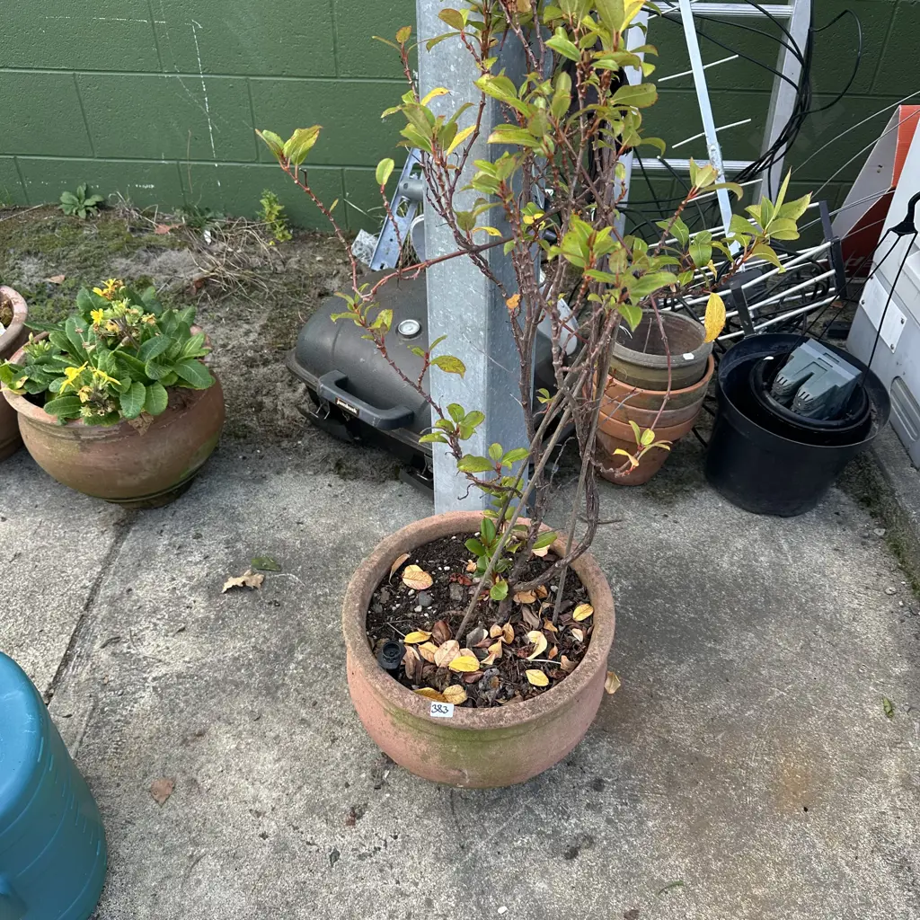 potted shrub Image 1++