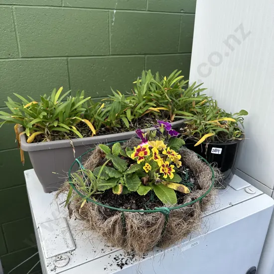 hanging flower basket, planter and trough of mini agapanthus