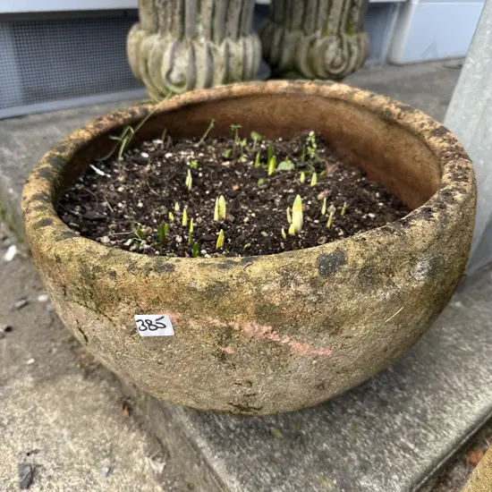 rustic terracotta pot with shoots popping up