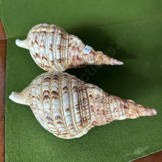2 conch shells 30cm