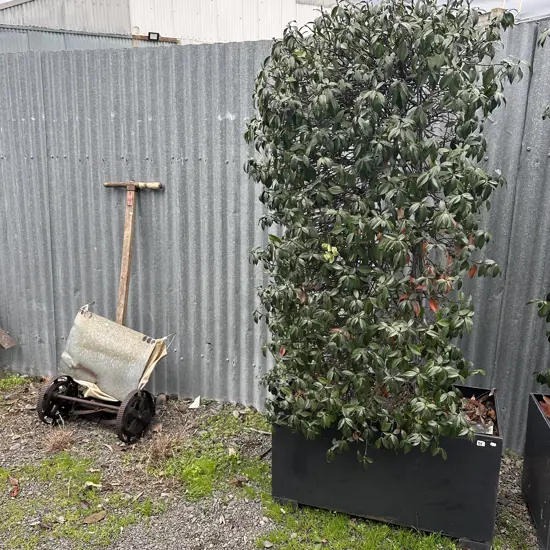 large trained Star Jasmine in metal planter