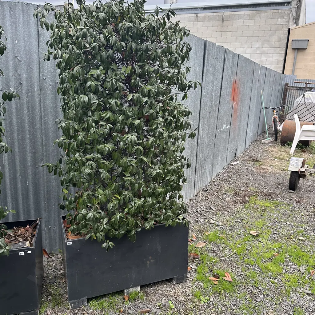large trained Star Jasmine in metal planter Image 1++