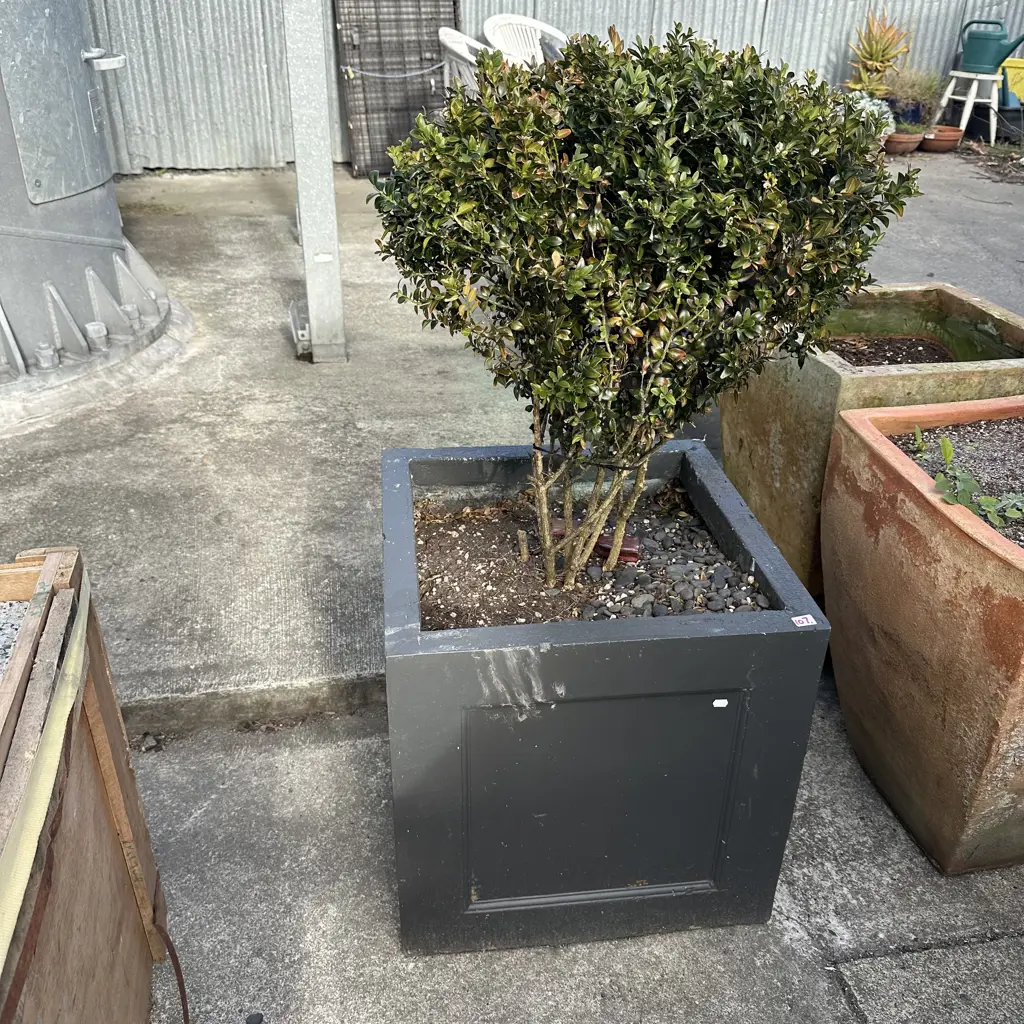 large Buxus in planter Image 1++