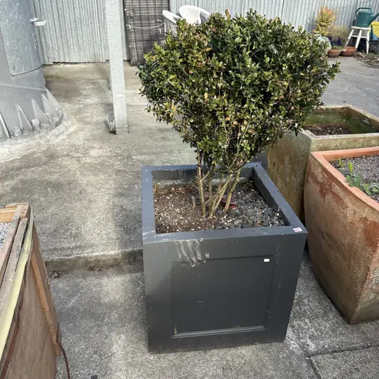 large Buxus in planter