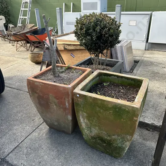 pr of large planters with Patina and pruned plant