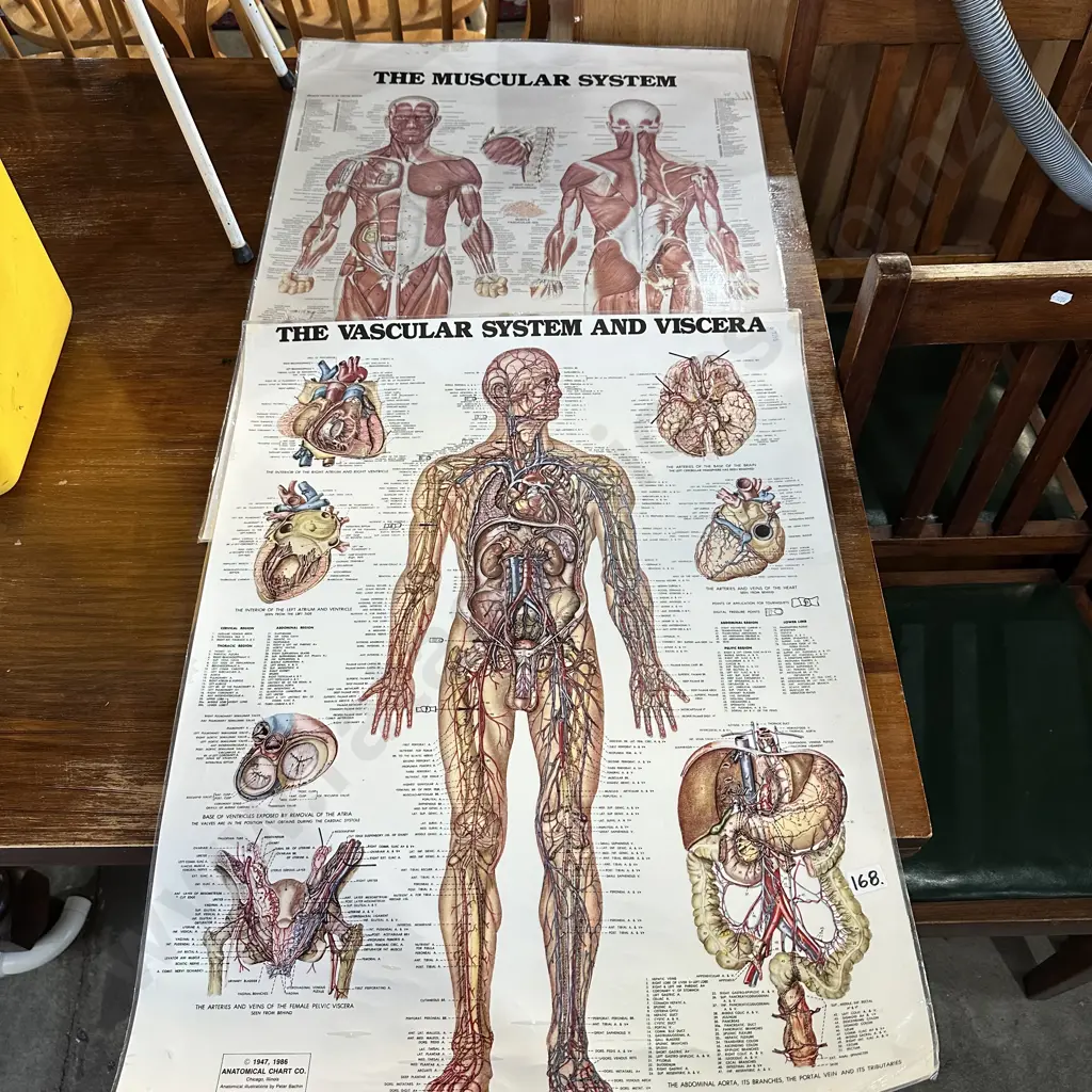 body posters Image 1++