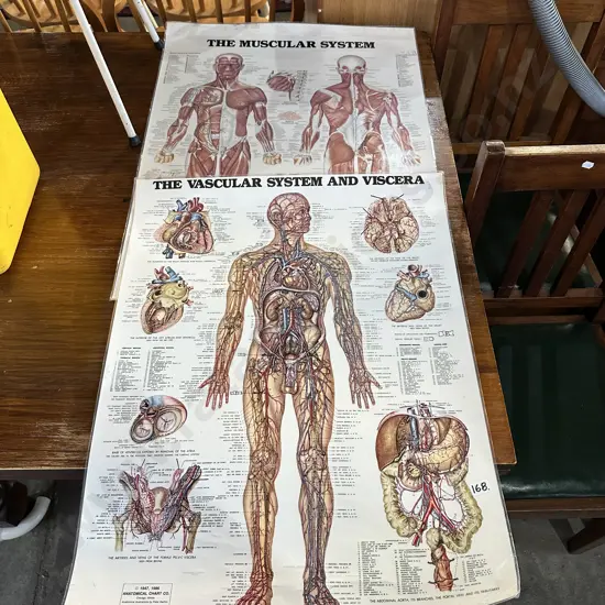 body posters