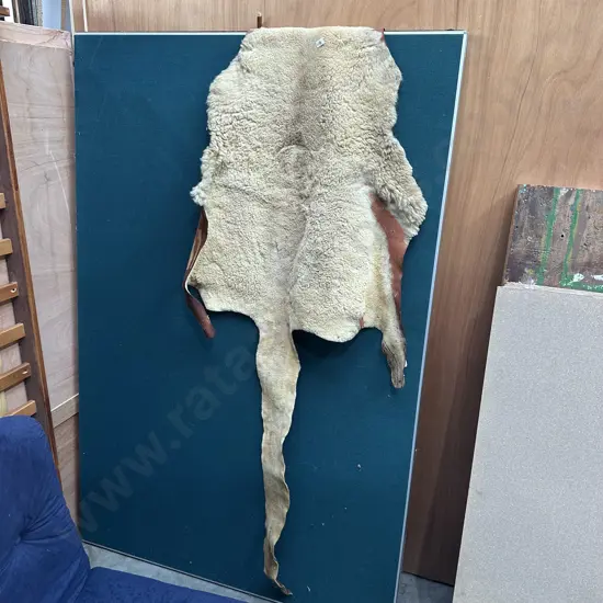 Kangaroo skin