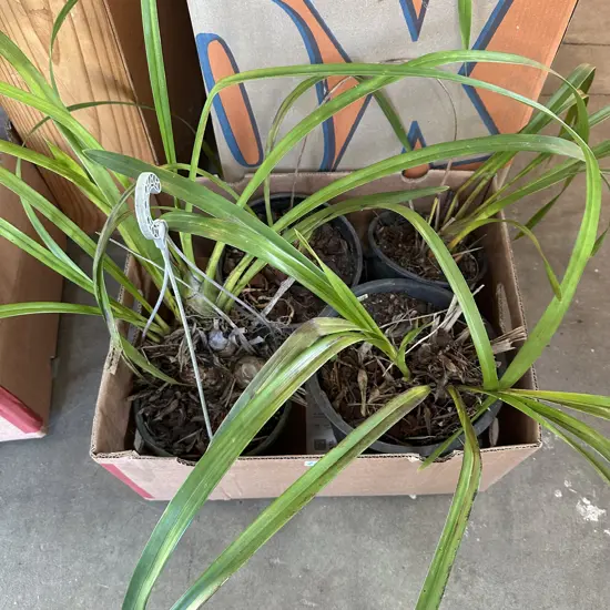 4 potted Orchid plants