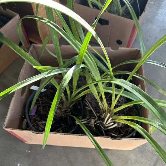 4 potted Orchid plants