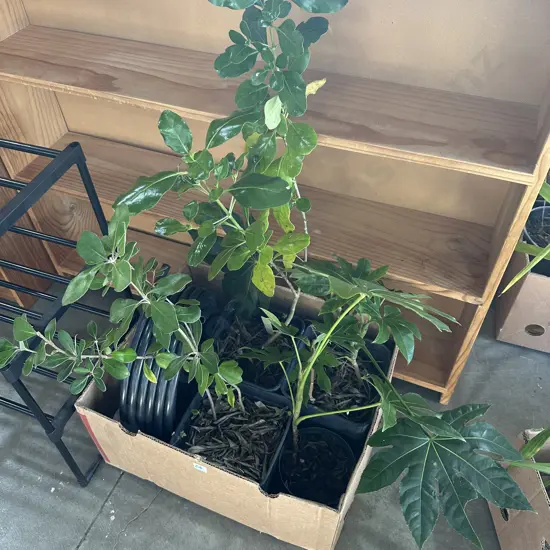 4 potted plants plus irigation tube