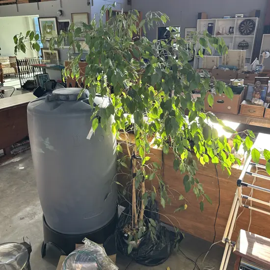 large indoor Fig tree