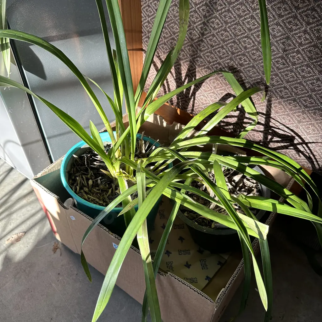 2 potted orchids Image 1++