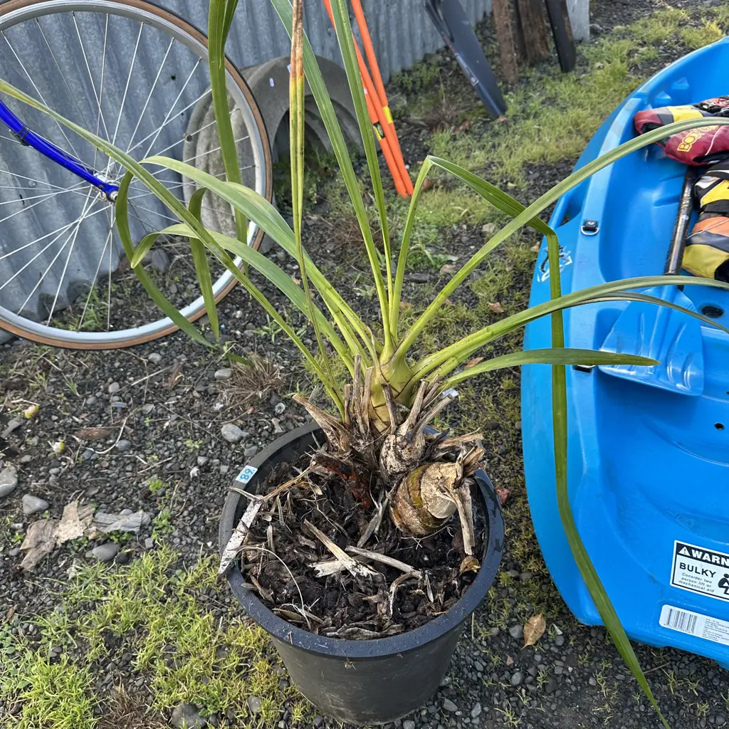 large Orchid plant Image 1++
