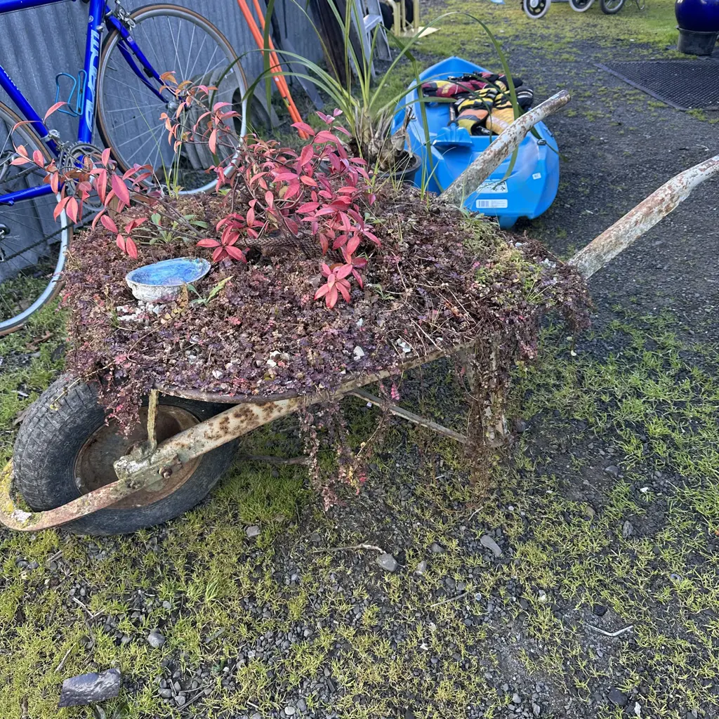 builder barrow with garden plantings Image 1++
